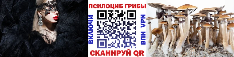 Купить где  Мезень  Галлюциногенные грибы Psilocybine cubensis 